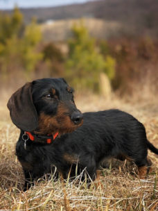 A black dachshund with a red collar on standing in a field